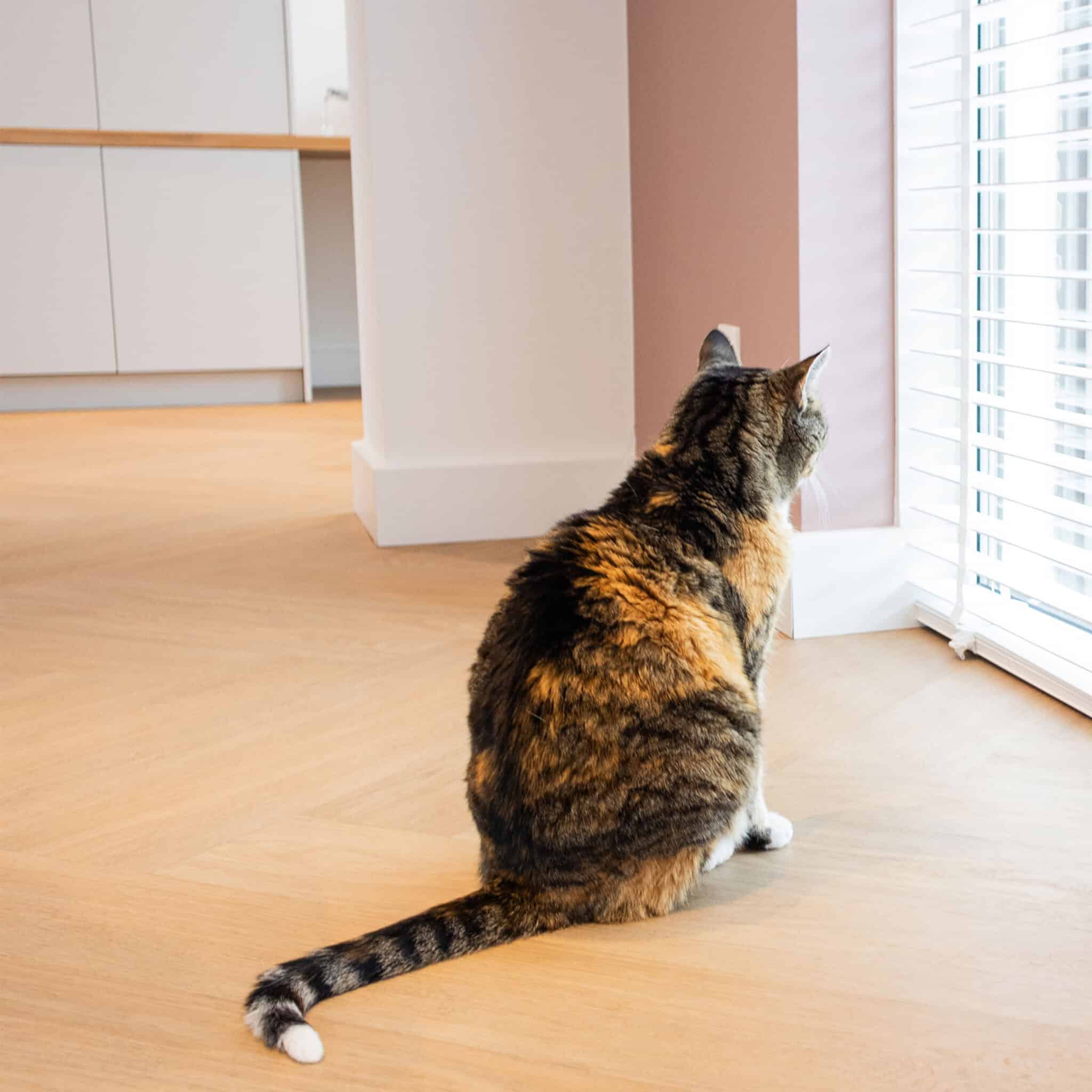 Kat zittend bij het raam op de walvisgraat vloer van de Viva Floors Bologna Eiken 7870 PVC vloer
